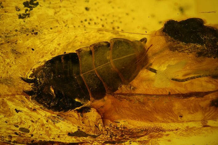 mm Fossil Cockroach (Blattoidea) In Baltic Amber - Rare! #123395